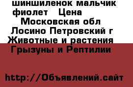 шиншиленок мальчик фиолет › Цена ­ 2 500 - Московская обл., Лосино-Петровский г. Животные и растения » Грызуны и Рептилии   
